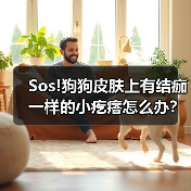 Sos!狗狗皮肤上有结痂一样的小疙瘩怎么办？（图1）