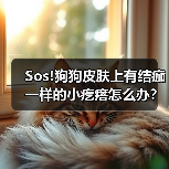 Sos!狗狗皮肤上有结痂一样的小疙瘩怎么办？（图3）