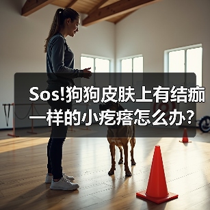 Sos!狗狗皮肤上有结痂一样的小疙瘩怎么办？（图2）