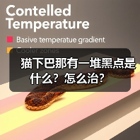 猫下巴那有一堆黑点是什么？怎么治？