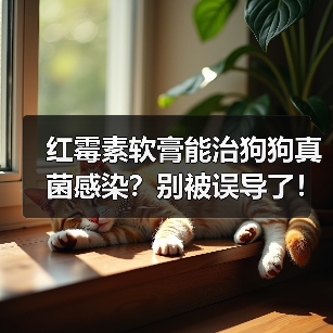 红霉素软膏能治狗狗真菌感染？别被误导了！真相在这里！