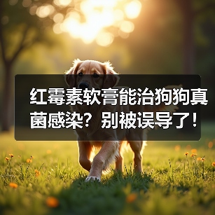 红霉素软膏能治狗狗真菌感染？别被误导了！真相在这里！（图3）