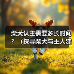 柴犬认主需要多长时间?(探寻柴犬与主人建立深厚关系的时程及关键因素)(图4) 柴犬认主需要多长时间?(探寻柴犬与主人建立深厚关系的时程及关键因素)(图4)