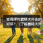 如何评判腊肠犬外表的好坏？（了解腊肠犬外表特征，做出准确评估）
