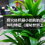 探究体积最小的狗的品种和特征（揭秘世界上最小体型狗的品种、特点及饲养注意事项）
