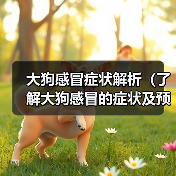 大狗感冒症状解析（了解大狗感冒的症状及预防措施）