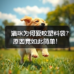 猫咪为何爱咬塑料袋？原因竟如此简单！（图1）