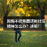 狗狗不吃东西还呕吐没精神怎么办?速码!(图1) 狗狗不吃东西还呕吐没精神怎么办?速码!(图1)
