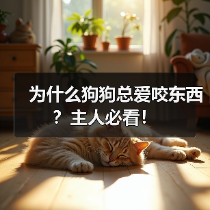 为什么狗狗总爱咬东西?主人必看!(图3) 为什么狗狗总爱咬东西?主人必看!(图3)