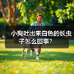 小狗吐出来白色的长虫子怎么回事?(图2) 小狗吐出来白色的长虫子怎么回事?(图2)
