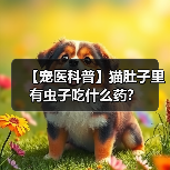 【宠医科普】猫肚子里有虫子吃什么药?(图3) 【宠医科普】猫肚子里有虫子吃什么药?(图3)