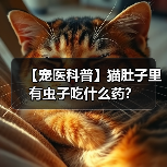 【宠医科普】猫肚子里有虫子吃什么药?(图4) 【宠医科普】猫肚子里有虫子吃什么药?(图4)
