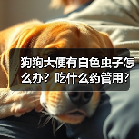 狗狗大便有白色虫子怎么办?吃什么药管用?(图4) 狗狗大便有白色虫子怎么办?吃什么药管用?(图4)