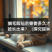 猫毛剪短后需要多久才能长出来?(探究猫咪剪毛后恢复生长的时间及关键因素)(图2) 猫毛剪短后需要多久才能长出来?(探究猫咪剪毛后恢复生长的时间及关键因素)(图2)