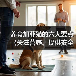 养育加菲猫的六大要点（关注营养、提供安全、给予关爱，打造幸福加菲猫生活）