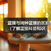 蓝猫与纯种蓝猫的区别（了解蓝猫科普知识，从头探寻不一样的蓝猫世界）