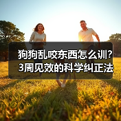 狗狗乱咬东西怎么训？3周见效的科学纠正法（图1）
