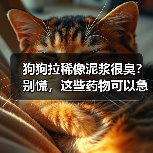 狗狗拉稀像泥浆很臭？别慌，这些药物可以急救！（图2）