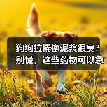 狗狗拉稀像泥浆很臭？别慌，这些药物可以急救！（图3）