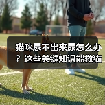 猫咪尿不出来尿怎么办？这些关键知识能救猫！（图1）