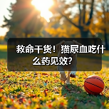 救命干货！猫尿血吃什么药见效？（图2）