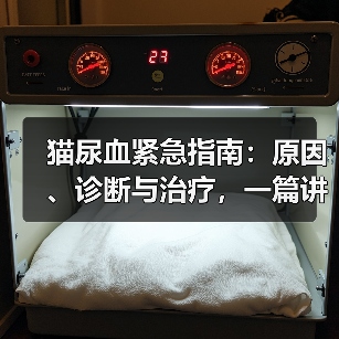猫尿血紧急指南：原因、诊断与治疗，一篇讲透（图2）