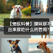 【宠医科普】猫咪尿不出来尿吃什么药管用？（图3）