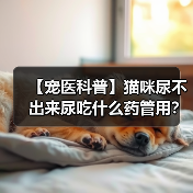 【宠医科普】猫咪尿不出来尿吃什么药管用？（图2）
