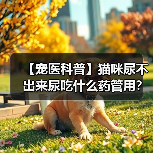 【宠医科普】猫咪尿不出来尿吃什么药管用？
