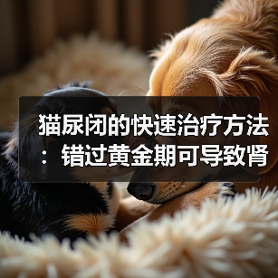 猫尿闭的快速治疗方法：错过黄金期可导致肾衰！（图1）