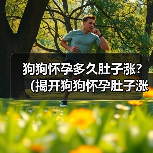 狗狗怀孕多久肚子涨?(揭开狗狗怀孕肚子涨的奥秘)(图4) 狗狗怀孕多久肚子涨?(揭开狗狗怀孕肚子涨的奥秘)(图4)