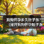 狗狗怀孕多久肚子涨？（揭开狗狗怀孕肚子涨的奥秘）