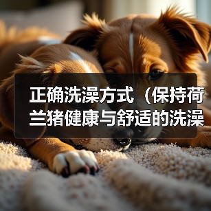 正确洗澡方式（保持荷兰猪健康与舒适的洗澡技巧）