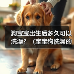 狗宝宝出生后多久可以洗澡？（宝宝狗洗澡的最佳时机和注意事项）