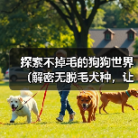 探索不掉毛的狗狗世界（解密无脱毛犬种，让你远离毛发困扰）（图2）