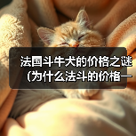 法国斗牛犬的价格之谜(为什么法斗的价格一直这么贵?)(图2) 法国斗牛犬的价格之谜(为什么法斗的价格一直这么贵?)(图2)