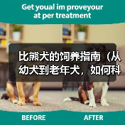 比熊犬的饲养指南（从幼犬到老年犬，如何科学照顾你的比熊宝贝）