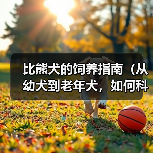 比熊犬的饲养指南(从幼犬到老年犬,如何科学照顾你的比熊宝贝)(图4) 比熊犬的饲养指南(从幼犬到老年犬,如何科学照顾你的比熊宝贝)(图4)