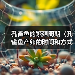 孔雀鱼的繁殖周期(孔雀鱼产卵的时间和方式)(图4) 孔雀鱼的繁殖周期(孔雀鱼产卵的时间和方式)(图4)