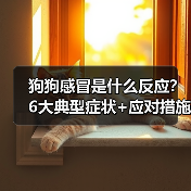 狗狗感冒是什么反应？6大典型症状+应对措施介绍（图3）