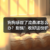 狗狗感冒了流鼻涕怎么办？别慌！收好这份护理指南