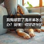 狗狗感冒了流鼻涕怎么办?别慌!收好这份护理指南(图3) 狗狗感冒了流鼻涕怎么办?别慌!收好这份护理指南(图3)