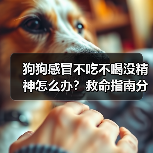 狗狗感冒不吃不喝没精神怎么办?救命指南分秒必争(图1) 狗狗感冒不吃不喝没精神怎么办?救命指南分秒必争(图1)