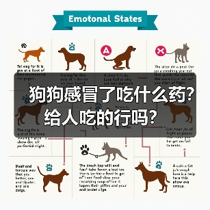 狗狗感冒了吃什么药?给人吃的行吗?(图4) 狗狗感冒了吃什么药?给人吃的行吗?(图4)