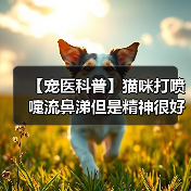 【宠医科普】猫咪打喷嚏流鼻涕但是精神很好怎么办？（图3）