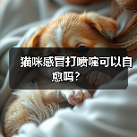 猫咪感冒打喷嚏可以自愈吗?(图3) 猫咪感冒打喷嚏可以自愈吗?(图3)