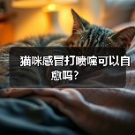 猫咪感冒打喷嚏可以自愈吗?(图4) 猫咪感冒打喷嚏可以自愈吗?(图4)