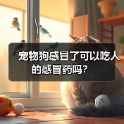 宠物狗感冒了可以吃人的感冒药吗?(图1) 宠物狗感冒了可以吃人的感冒药吗?(图1)
