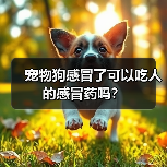 宠物狗感冒了可以吃人的感冒药吗?(图4) 宠物狗感冒了可以吃人的感冒药吗?(图4)