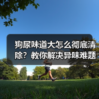 狗尿味道大怎么彻底清除？教你解决异味难题（图1）